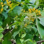 Ảnh khách chụp sản phẩm