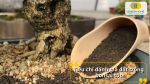 Đất trồng cây cảnh bonsai cần thoát nước nhanh nhưng vẫn giữ độ ẩm cần thiết cho cây.