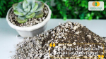 Vì Sao Việc Chọn Đất Cho Sen Đá Lại Quan Trọng?