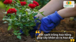 Đất sạch trồng hoa hồng giúp cây khỏe và ra hoa đẹp