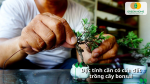 Đất trồng cây cảnh bonsai cần giữ cấu trúc ổn định giúp rễ phát triển không bị xáo trộn.