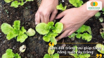 Làm đất trồng rau giúp tăng năng suất cây trồng