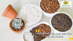 Đặc Điểm Của Loại Đất Cho Sen Đá Chuẩn