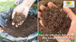 Đất sạch trồng hoa hồng cần độ tơi xốp và thoát nước tốt