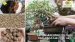 Các loại đất trồng cây cảnh bonsai được nhiều người dùng