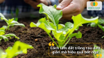 Cách làm đất trồng rau đơn giản mà hiệu quả bất ngờ