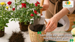 Đất sạch trồng hoa hồng giúp rễ phát triển khỏe mạnh và giảm sâu bệnh