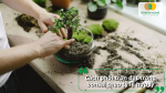 Đất trồng cây cảnh bonsai giúp bonsai mini phát triển trong chậu nhỏ