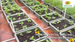 Hồi sinh vườn rau ban công bằng một bao đất trồng rau đúng chuẩn