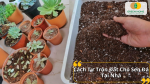 Cách Tự Trộn Đất Cho Sen Đá Tại Nhà