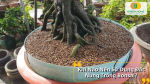 Khi Nào Nên Sử Dụng Đất Nung Trồng Bonsai?