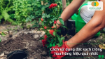 Đất sạch trồng hoa hồng giúp cây phát triển khỏe mạnh, hạn chế sâu bệnh.