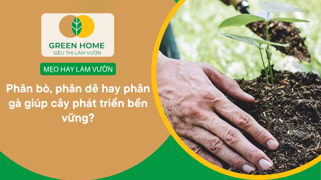 Phân bò, phân dê hay phân gà giúp cây phát triển bền vững?