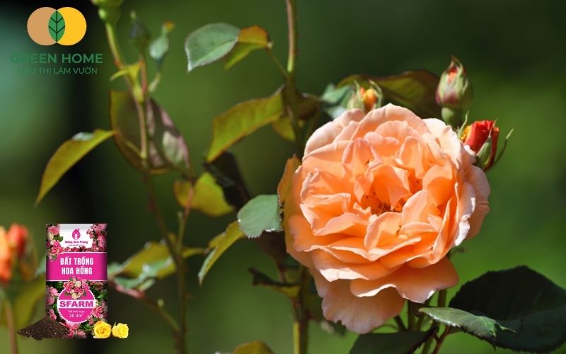 Đất Sfarm trồng hoa hồng phù hợp với mọi khí hậu vùng miền