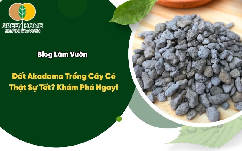 Đất Akadama Trồng Cây Có Thật Sự Tốt? Khám Phá Ngay!