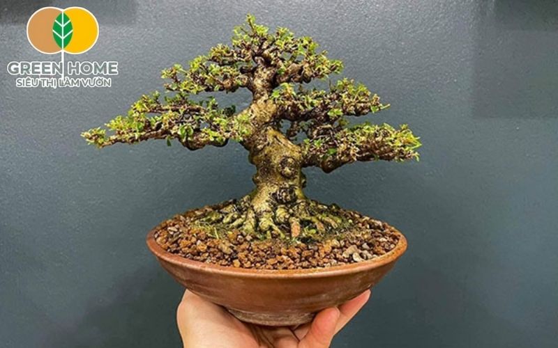 Đất Akadama trồng cây không chứa dinh dưỡng nên cần phối trộn thêm phân hữu cơ