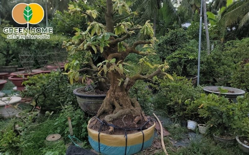 Đảm bảo chậu trồng có lỗ thoát nước khi dùng đất Akadama trồng mai
