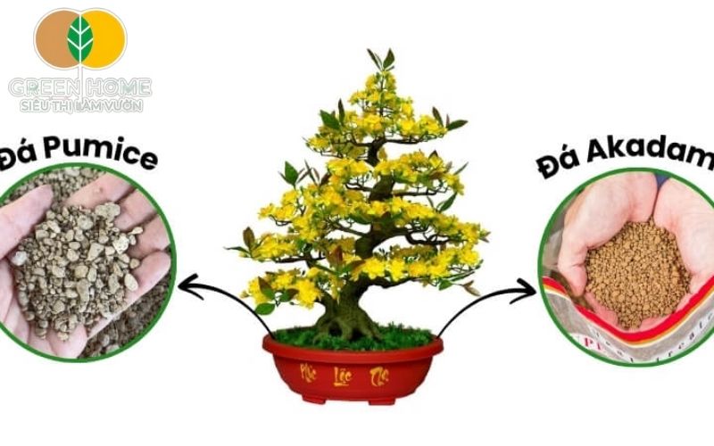 Cấu trúc xốp của đất Akadama trồng mai hỗ trợ rễ phát triển khỏe và sâu