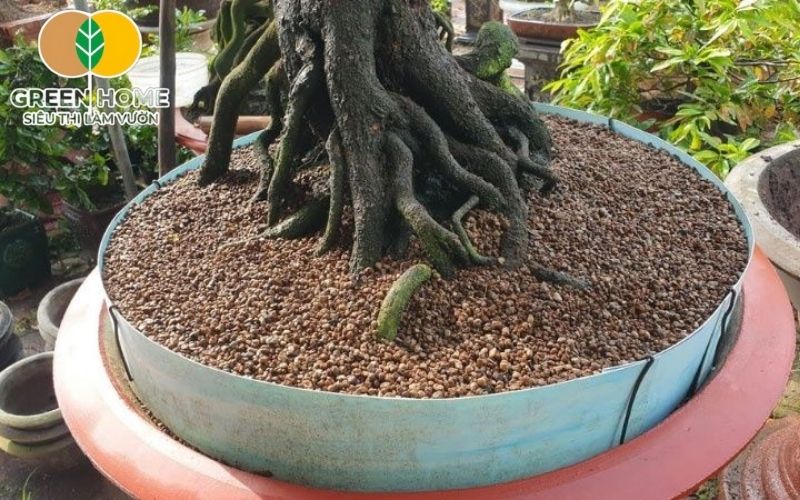 Đất Akadama trồng mai phù hợp cho những vùng có khí hậu nóng ẩm như miền Nam
