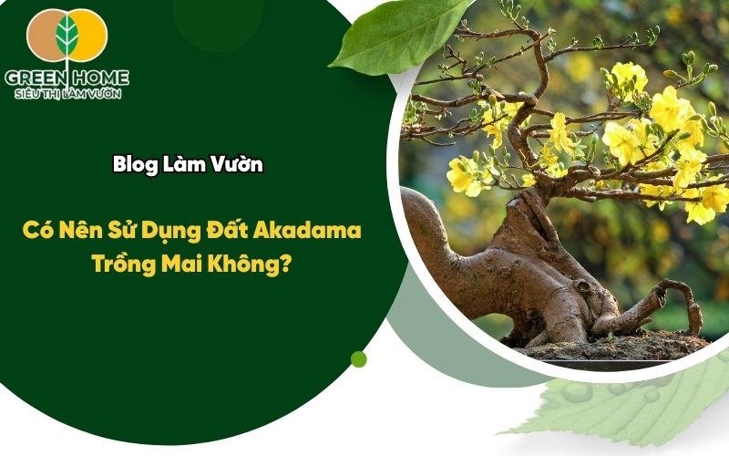 Có Nên Sử Dụng Đất Akadama Trồng Mai Không?