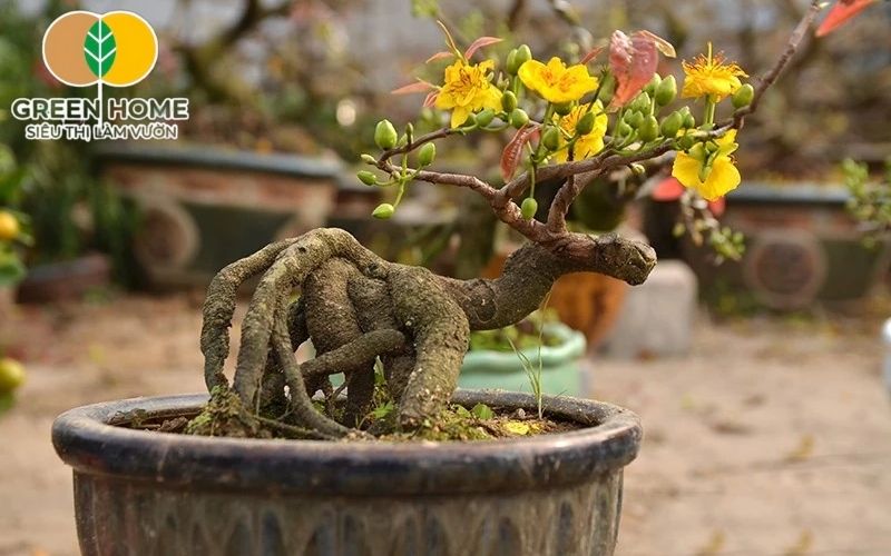 Đất Akadama trồng mai hỗ trợ rễ lan rộng, bám sâu và ổn định trong chậu