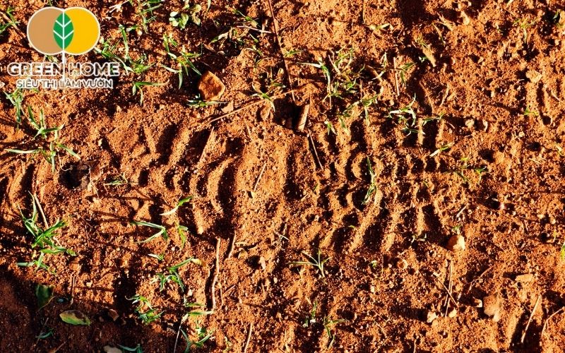 Ưu điểm của đất đỏ là giữ nước và dinh dưỡng khá tốt