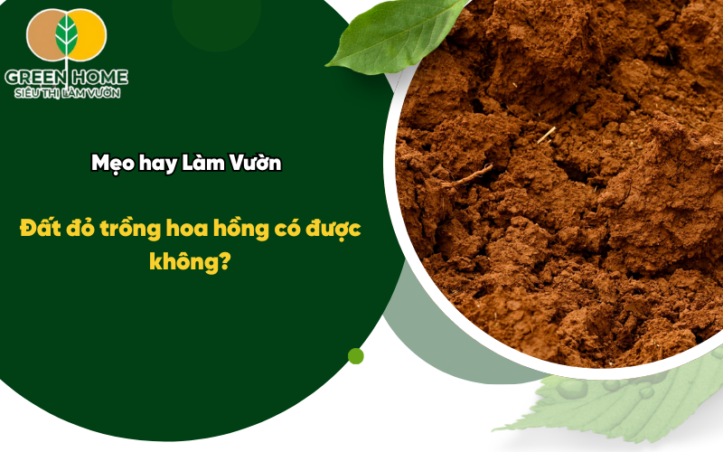 Đất đỏ trồng hoa hồng có được không?