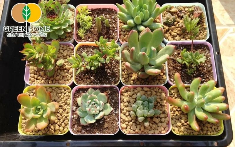 Với màu sắc tự nhiên, đất nung tăng tính thẩm mỹ cho chậu bonsai của bạn
