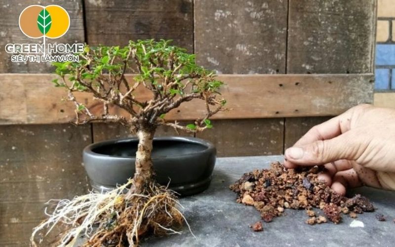 Khả năng thoát nước tốt của đất nung trồng bonsai ngăn ngừa tình trạng úng nước