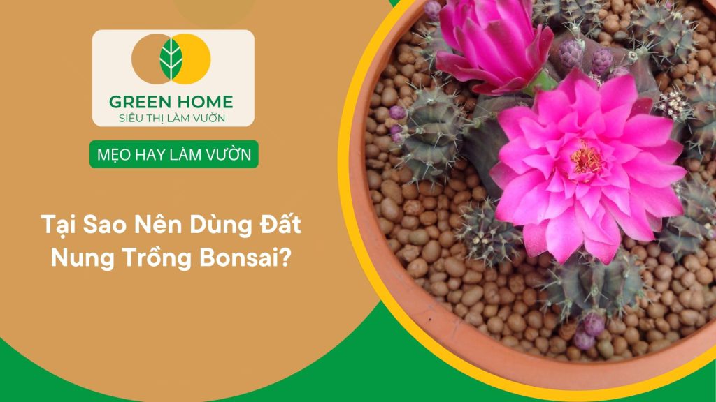 Đất nung trồng bonsai bền cấu trúc, sạch mầm bệnh