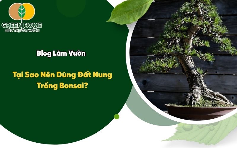 Tại Sao Nên Dùng Đất Nung Trồng Bonsai?