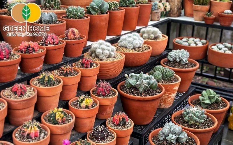 Dùng riêng đất nung trồng sen đá mà không phối trộn khiến cây thiếu dưỡng chất