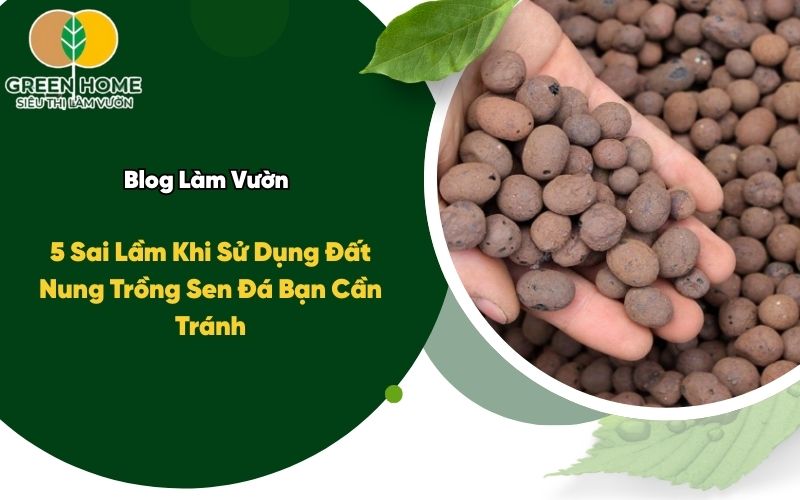 5 Sai Lầm Khi Sử Dụng Đất Nung Trồng Sen Đá Bạn Cần Tránh