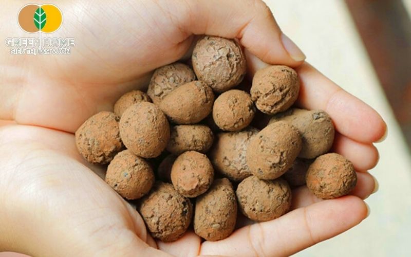 Ngừa thối rễ với đất nung trồng sen đá.