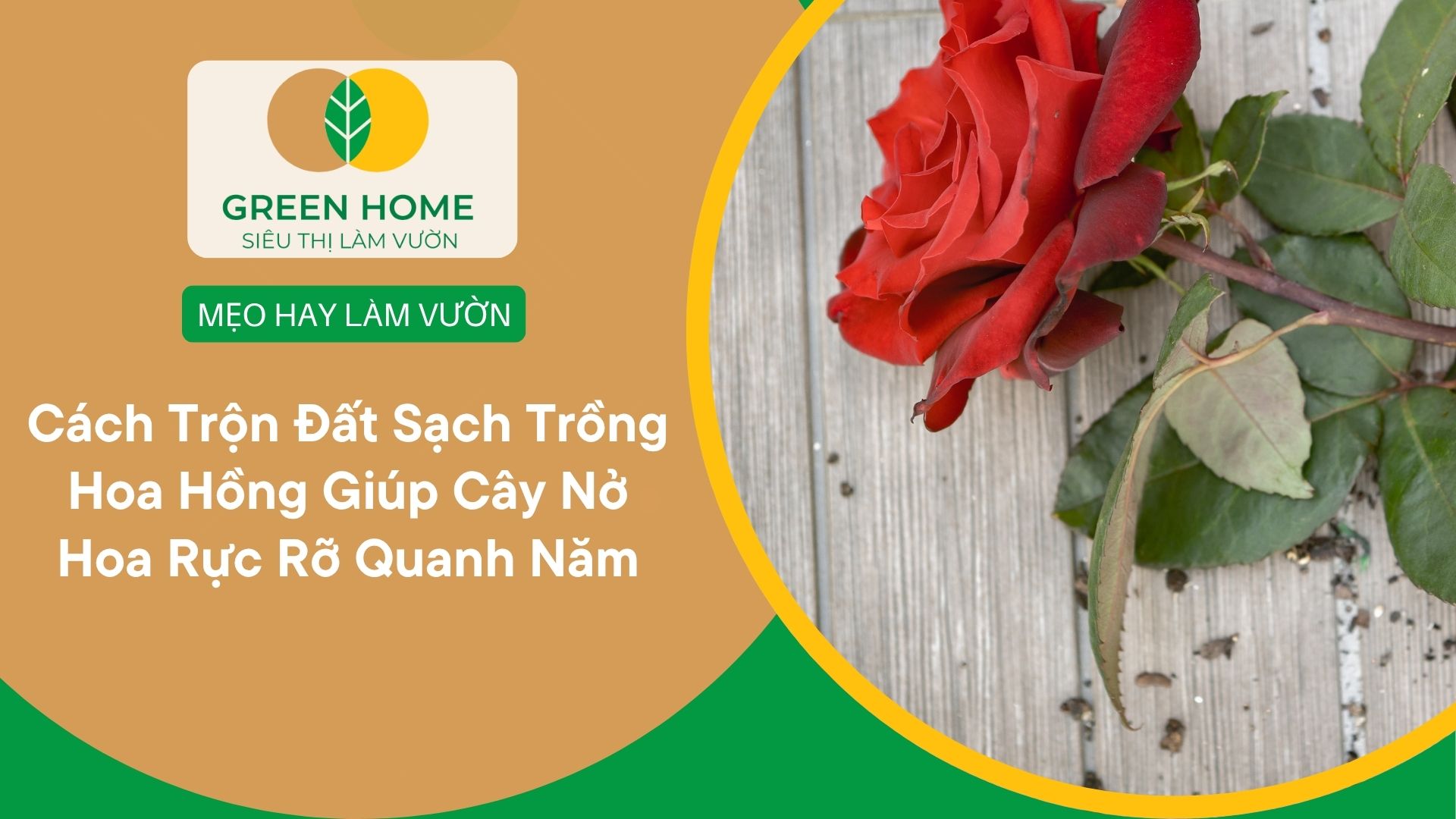 Cách Trộn Đất Sạch Trồng Hoa Hồng Giúp Cây Nở Hoa Rực Rỡ Quanh Năm
