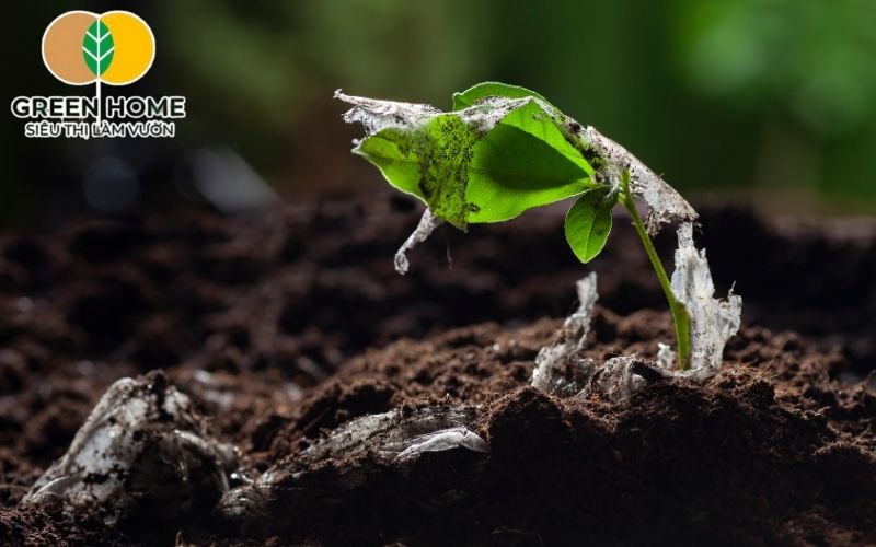 Trộn đất sạch trồng hoa hồng đúng cách giữ rễ thông thoáng