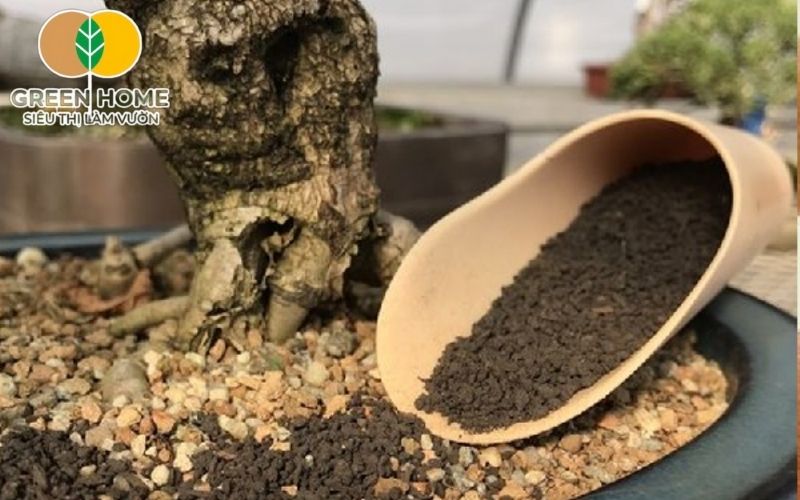 Bonsai mini phụ thuộc hoàn toàn vào lớp đất mỏng trong chậu