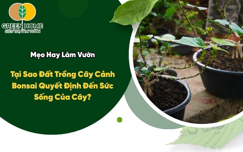 Tại Sao Đất Trồng Cây Cảnh Bonsai Quyết Định Đến Sức Sống Của Cây?
