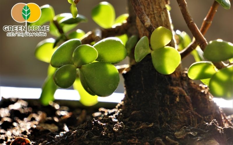 Chọn đất trồng cây bonsai mini giữ ẩm tốt, không gây úng