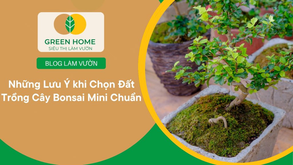 Hỗn hợp đất chuyên dụng giúp bonsai mini phát triển ổn định trong chậu nhỏ