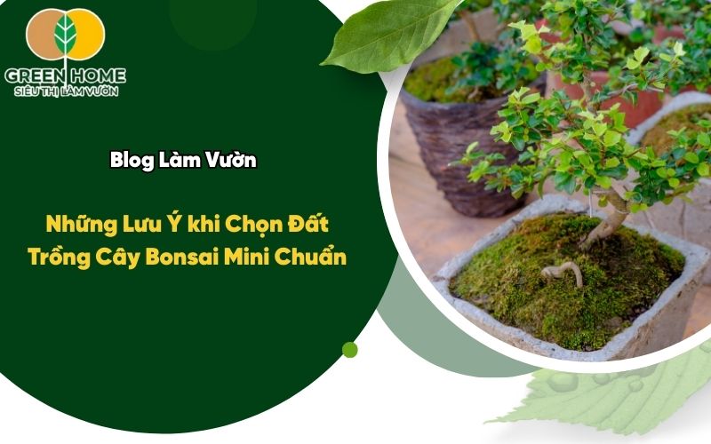 Những Lưu Ý khi Chọn Đất Trồng Cây Bonsai Mini Chuẩn