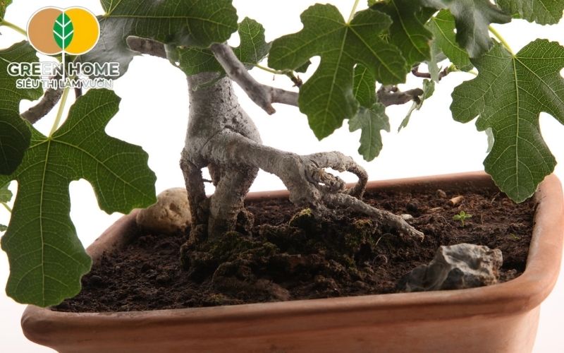 Đất trồng cây bonsai mini thoáng khí, chống úng rễ hiệu quả