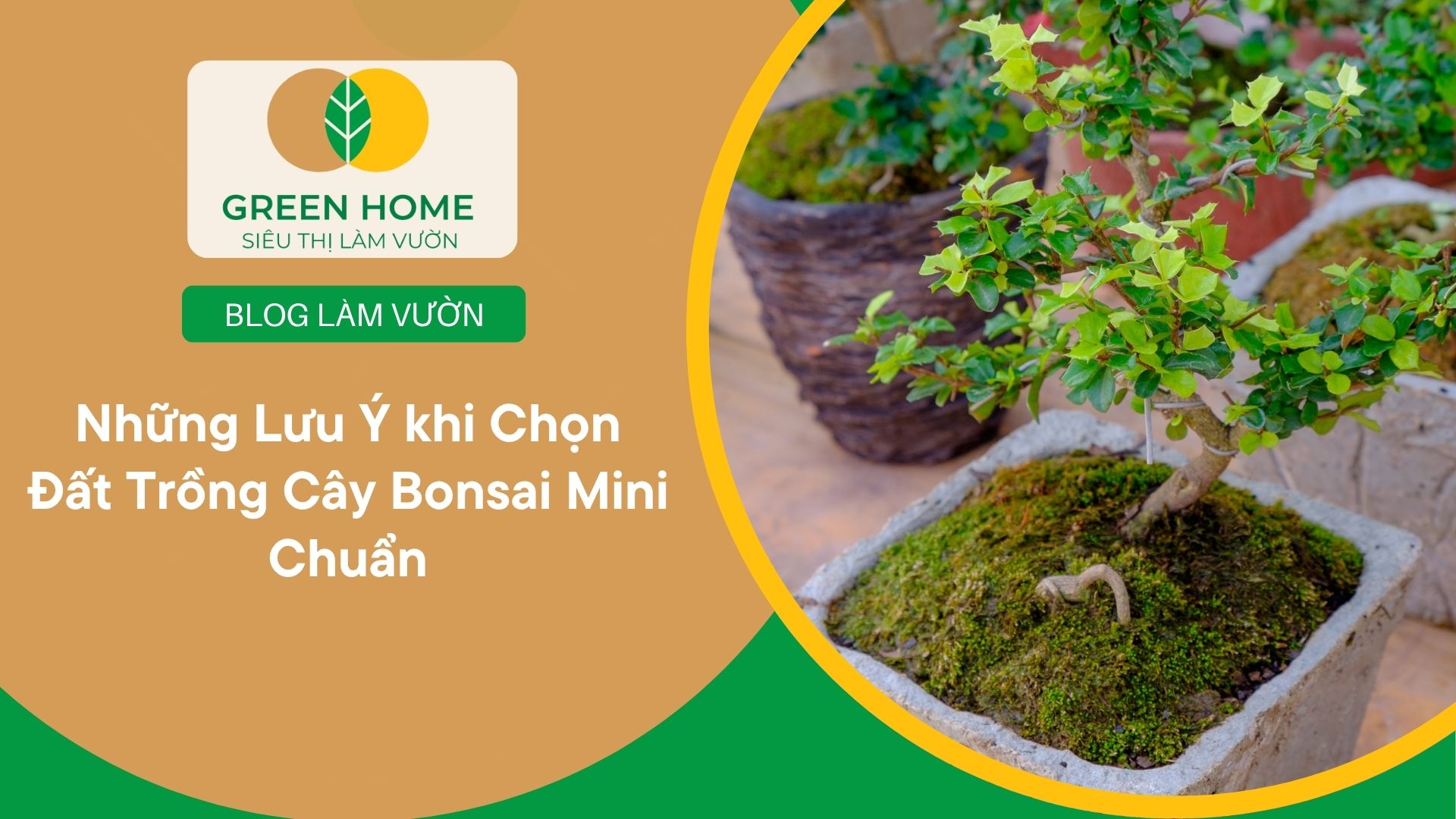 Những Lưu Ý khi Chọn Đất Trồng Cây Bonsai Mini Chuẩn