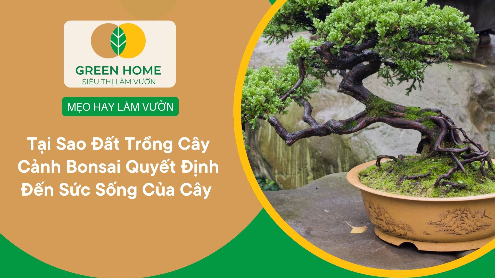 Tại Sao Đất Trồng Cây Cảnh Bonsai Quyết Định Đến Sức Sống Của Cây