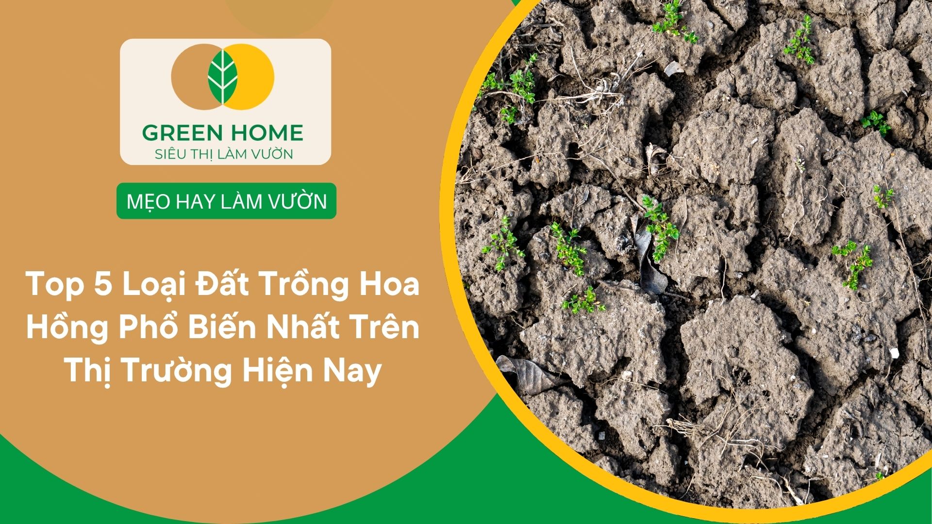 Top 5 Loại Đất Trồng Hoa Hồng Phổ Biến Nhất Trên Thị Trường Hiện Nay
