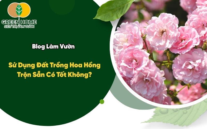Sử Dụng Đất Trồng Hoa Hồng Trộn Sẵn Có Tốt Không?