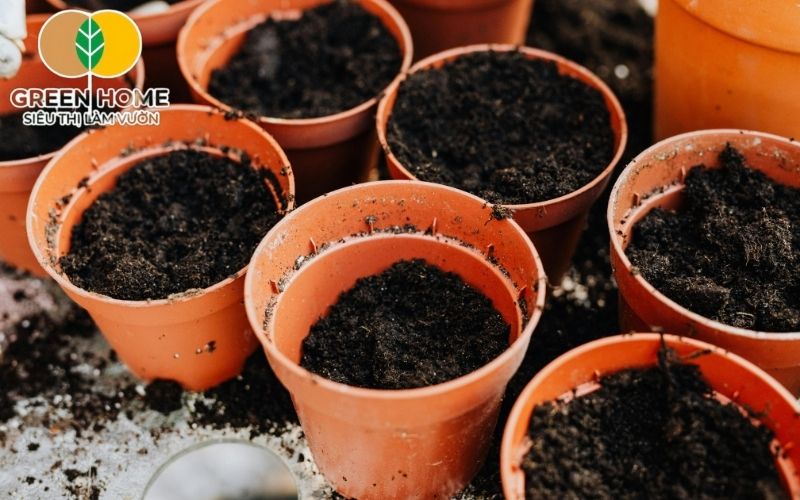 Ưu tiên đất có khả năng giữ ẩm vừa phải và thoát nước tốt