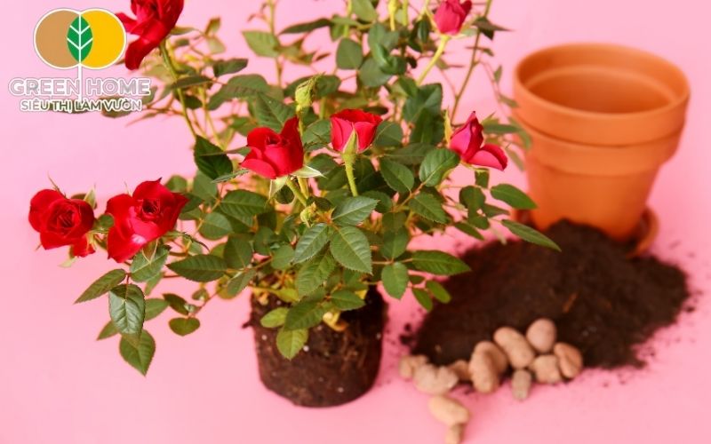 Phối trộn đúng giúp đất trồng hoa trong chậu giàu dinh dưỡng
