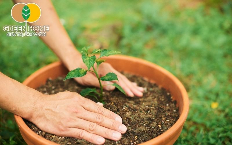 Tránh dùng đất trồng hoa hồng trong chậu bị nhiễm mặn hoặc phèn