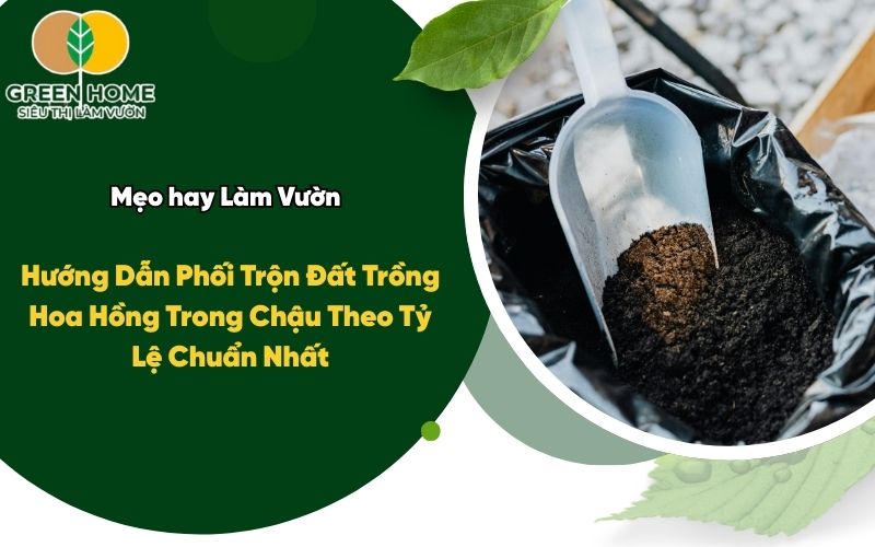 Hướng Dẫn Phối Trộn Đất Trồng Hoa Hồng Trong Chậu Theo Tỷ Lệ Chuẩn Nhất